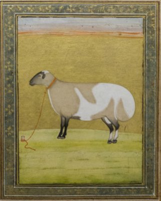 Portrait of a fat tailed sheep. Late 17th century A.D.